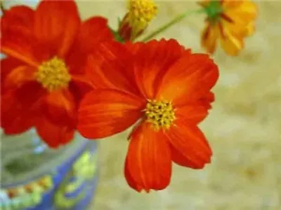 Cosmos - Sulphureus Redcrest - 1 Gram ~ Approx 140 Flower Seeds • £2.89