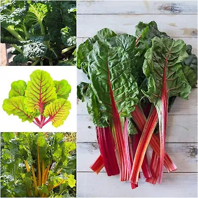 SILVERBEET Mix 200+ Seeds ALL SEASON 4 Type HEIRLOOM Vegetable Garden CHARD 4pks • $15.65