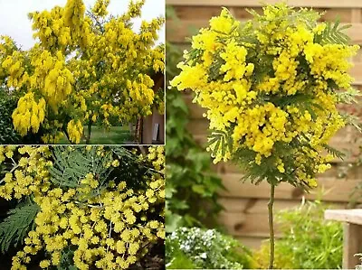 Silver Wattle Mimosa (Acacia Dealbata) 25+ Seeds | Same Day Dispatch • £3.69