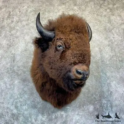 #26478 EL | American Buffalo Bison Taxidermy Shoulder Mount For Sale • $10495