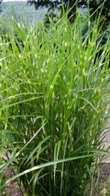$4.50 • Buy Zebra Grass Seed.  Miscanthus Sinensis Zebrinus. Pack Of 30+ Fresh Seeds.