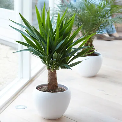 Yucca Elephantipes Plant - Live Premium Evergreen Indoor Houseplant In 12cm Pot • £13.99