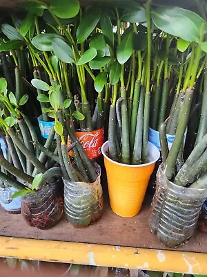 3 Red Mangroves 17  Propagules With Leaves & Roots Rhizo Mangle Aquarium Plants • £38.55