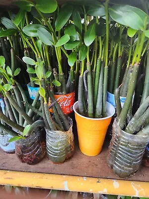 5 Red Mangrove (14  Inch) Propagule W Leaves & Roots Rhizo Mangle Aquarium Plant • £25.98