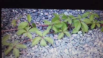 Live Virginia Creeper  Climber Spreads Beautiful Red Color In Fall. Perennial. • $6