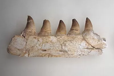 6.6 Inches Authentic Mosasaurus Fossilized Teeth In Jaw Bone Morocco Cretaceous  • $259