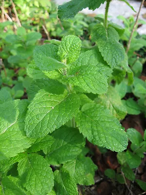 Herb  Mint Egyptian Round Leaves  Mentha Rotundifolia  0.4 Gm  ~ 5000 Seeds • £2.59