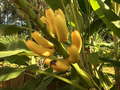 Cold Hardy North America Banana Tree [BeautifulFruitingOrganicPermaculture] • $29