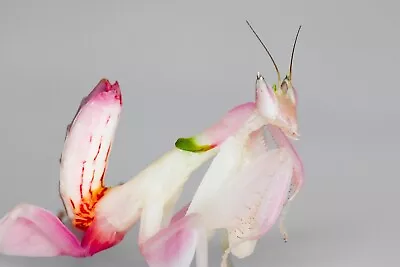 ORCHID FLOWER MANTIS NYMPH I2/3 Praying Mantis (Hymenopsis Coronatus) LIVE FOOD • £14.99