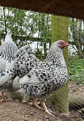 Silver Millefleur Wyandotte Bantam Hatching Eggs X 6  • £10