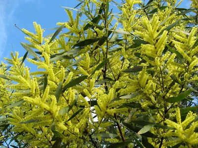 Acacia Longifolia. Long-leaved Wattle/Mimosa. 20 Seeds. • £5.50