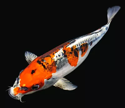 Live Koi Fish 11-12  Kin Kikokuryu Female Koibay • $145