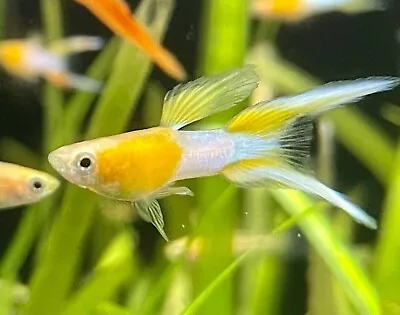 Fancy Guppy Young Adult Breeder High Quality (10+ Fish) Livebearer Easy • $39