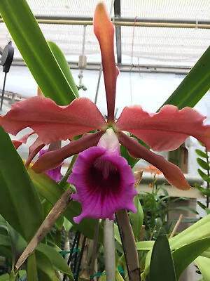 Orchid - Cattleya Tenebrosa Species • $68