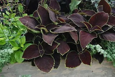 Flower - Coleus - Chocolate Mint - 10 Pelleted Seeds • £2.75