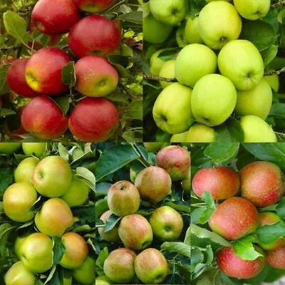 $14 • Buy Apple Tree Seeds Pink Lady Fuji Gala Honey Crisp Golden Delicious Native Fruit