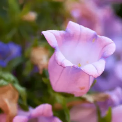 Canterbury Bells - Cup And Saucer Mixed Seeds • £2.49