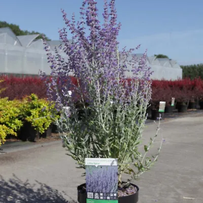 T&M Compact Russian Sage Perovskia Little Spire 3.6 Litre Potted Potted Plant • £31.99