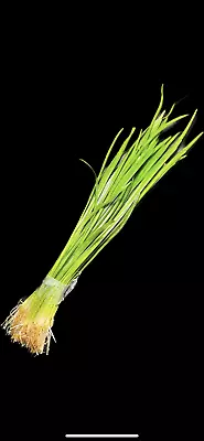 £3.55 • Buy 4x STEMS Vallisneria Spiralis  Straight   Vallis Live Aquarium Aquatic Plants