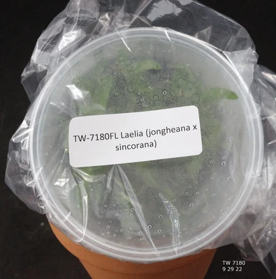 £76.91 • Buy FLASK Laelia (jongheana X Sincorana)