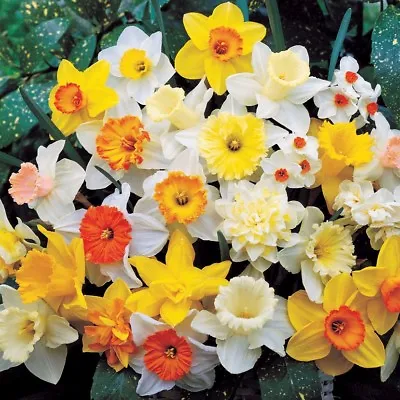 (3) Supreme Mixed Colors Daffodil Bulbs Spectacular Blooms..Please.Check Store • $4.95