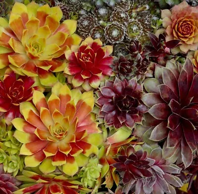 T&M Sempervivums Mixed Garden & Houseplant Hardy Perennial Flowering 1 X 6cm Pot • £14.99