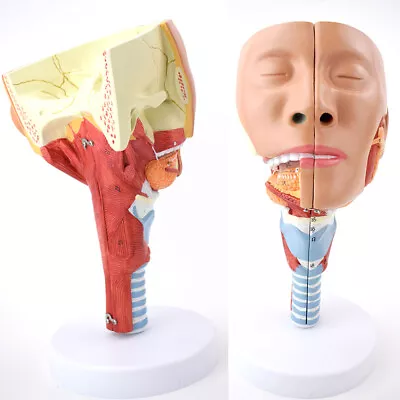 1:1 Head With Pharynx Muscles Nasopharyngeal Tracheal Medical Anatomy Model • $108.75