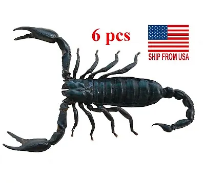 6 Real Giant Scorpion Mounted 7” Or 17cm Large Beetle Insect Bug Entomology  • $39