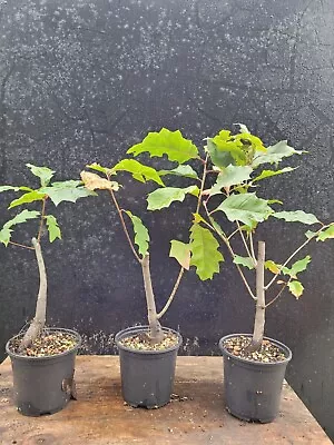  Red Oak Tree Quercus Rubra Easy Care 10.5cm Pot One Only  • £17.99