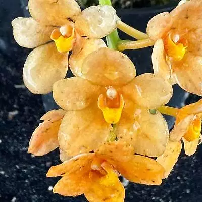Flowered Select Sarcochilus SP23/301 • $65