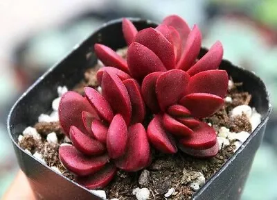 Clavata *cutting* 4 Cm Diameter Crassula Succulent  • $8