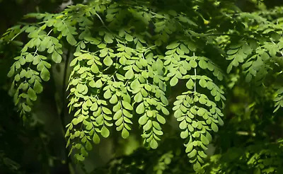 Moringa Seeds Organic Edible And Plantable Seeds / Moringa Oleifera Tree Seeds • $5.99