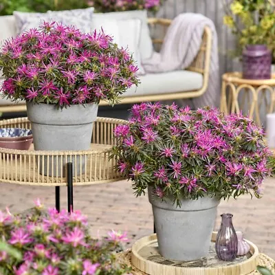 T&M Azalea Rhododendron Plants Outdoor Starstyle Lilac 1 X 10.5cm Or 3 Litre Pot • £41.99