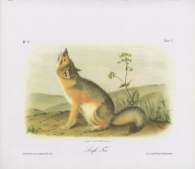 Audubon 1989 Vintage  Swift Fox  Howling Mammal Color Art Plate Lithograph Print • $2.80