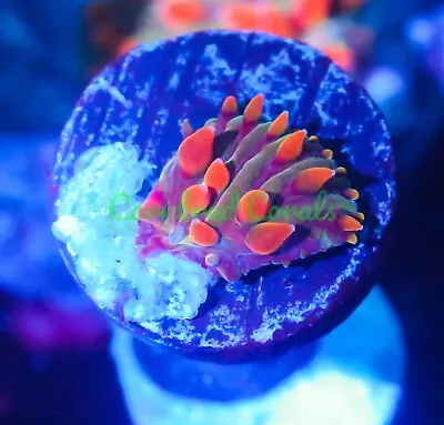 Cornbred's Rainbow Insano Plate - WYSIWYG - Frag - LIVE CORAL • $45