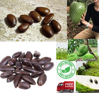 $3.99 • Buy Prickly Custard Apple / Soursop Guanabana Annona Muricata Seeds