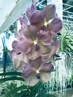 Orchid Vanda Prapathom Gold X Coerulea Blue-grey Mad Happenings Hanging Plant • $45.95
