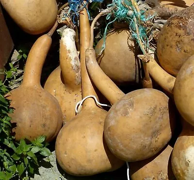 Dipper Gourd Garden Vegetable Seeds - B40 • $4.39