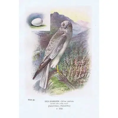 £6.99 • Buy BIRDS Hen Harrier - Antique Print 1910 By George Rankin