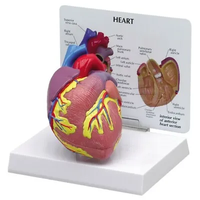 Heart Normal Full Size Anatomical Model   GPI  LFA #2500 See VIDEO! • $85.75