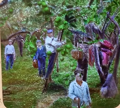 A Lemon Grove In Spain Circa 1920 Magic Lantern Glass Slide • $6.95