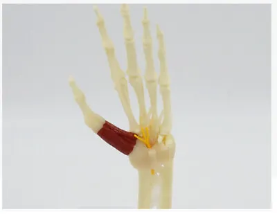 1:1 Human Bones Of Hand Joints With Ligaments Skeleton Model Medical Anatomical • $66