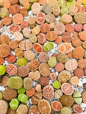 Live Lithops Plant -10 Plants (0.3-0.5 ) - Colorful 1-1.5 Year Old Living Stone • $12.99