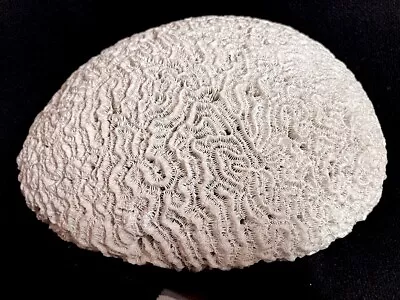 Large Vintage Natural White Brain Coral 10”x 8” 7 Lbs. Beautiful! • $75