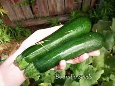 ZUCCHINI 'Black Beauty' 6+ Seeds ORGANIC Vegetable Garden Easy To Grow Squash • $5.99