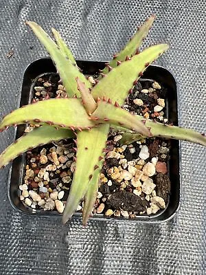 Aloe Castilloniae ( Spineless Form) Rare Succulent27/12/2023 • $60