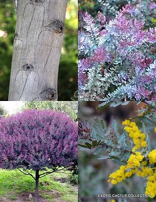 Acacia Baileyana Purpurea Cootamundra Rare Flowering Wattle Tree Purple 10 Seeds • £8.66