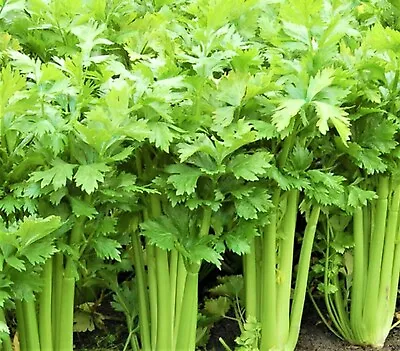 Tall Utah 52-70 Celery Seeds NON-GMO ORGANIC HEIRLOOM - Free Shipping! • $1.60