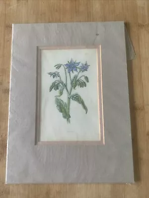 Edwardian Flower Print Of A Blue Borage Mounted • £9.90