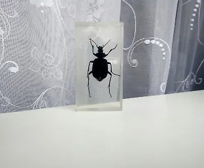 Vintage Black Beetle In Epoxy Resin Taxidermy Black Beetle Insect Taxidermy. • $7.99